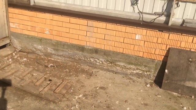 Занеслись семья белых уток ! смотреть онлайн