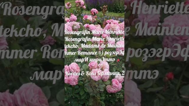 Rosengräfin Marie Henriette ( Madame de Maintenon ®Summer Romance ®) Kordes & Sons Германия 2013