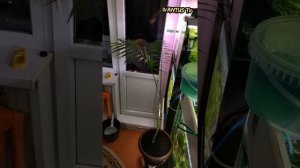 Хамедорея. От чего пропадает растение. #Комнатныерастения #Уход