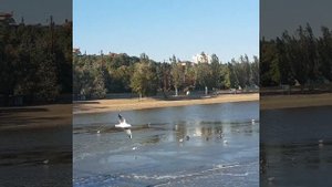 Чайки на море по ветру парят