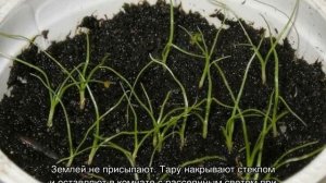 Циперус цветок — уход в домашних условиях, грунт