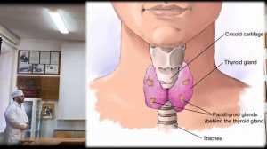 Топография паращитовидных желез