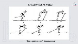 Передвижение на лыжах с палками одновременным одношажным ходом
