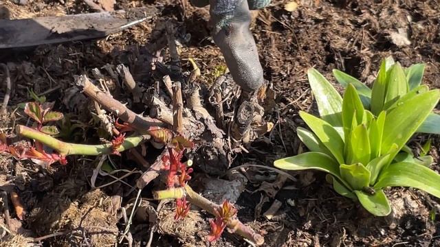 Весенний уход за розами. Чем подкормить. Обрезка. смотреть онлайн