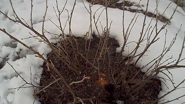 Смородина. Самый надежный способ защиты от вредителей смотреть онлайн