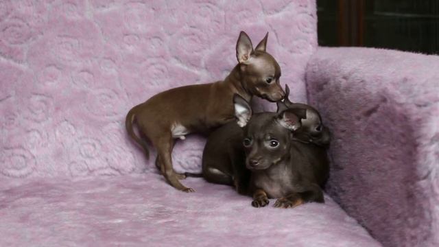 Щенки той-терьера 18.10.2013г.рождения смотреть онлайн