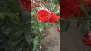 Роза Кисс Ми Кейт