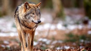 К бабушкам, сидевшим на скамейке, подошла волчица и улеглась рядом. Что произошло дальше невероятно