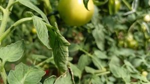 Обзор устойчивых томатов к кладоспориозу и другим грибковым заболеваниям. Часть первая.