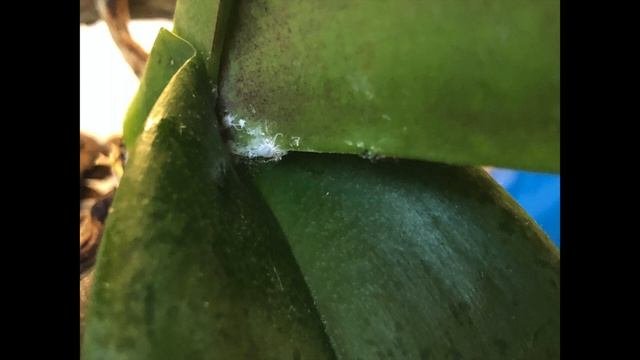 ОРХИДЕИ. Как я избавилась от мучнистого червеца на моих орхидеях. Mealybugs On Orchids