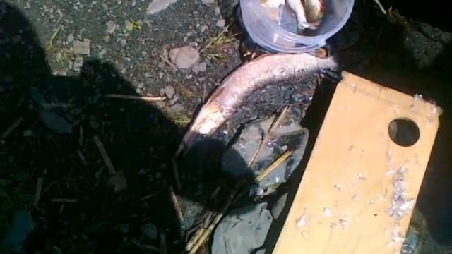 Змеи тоже хотят кушать смотреть онлайн