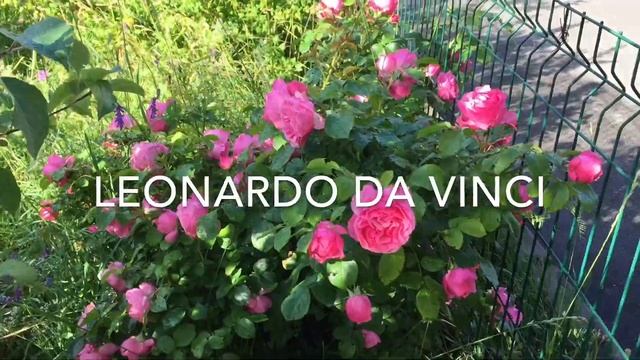 Цветение Роз с названиями. Середина лета. смотреть онлайн