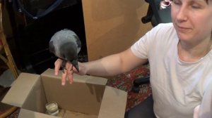 Необычный питомец. Первое кормление вороненка. Feeding the crow
