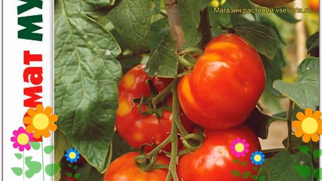 Томат Мучачос F1. Краткий обзор, описание характеристик solanum lycopersicum Muchachos F1 смотреть онлайн