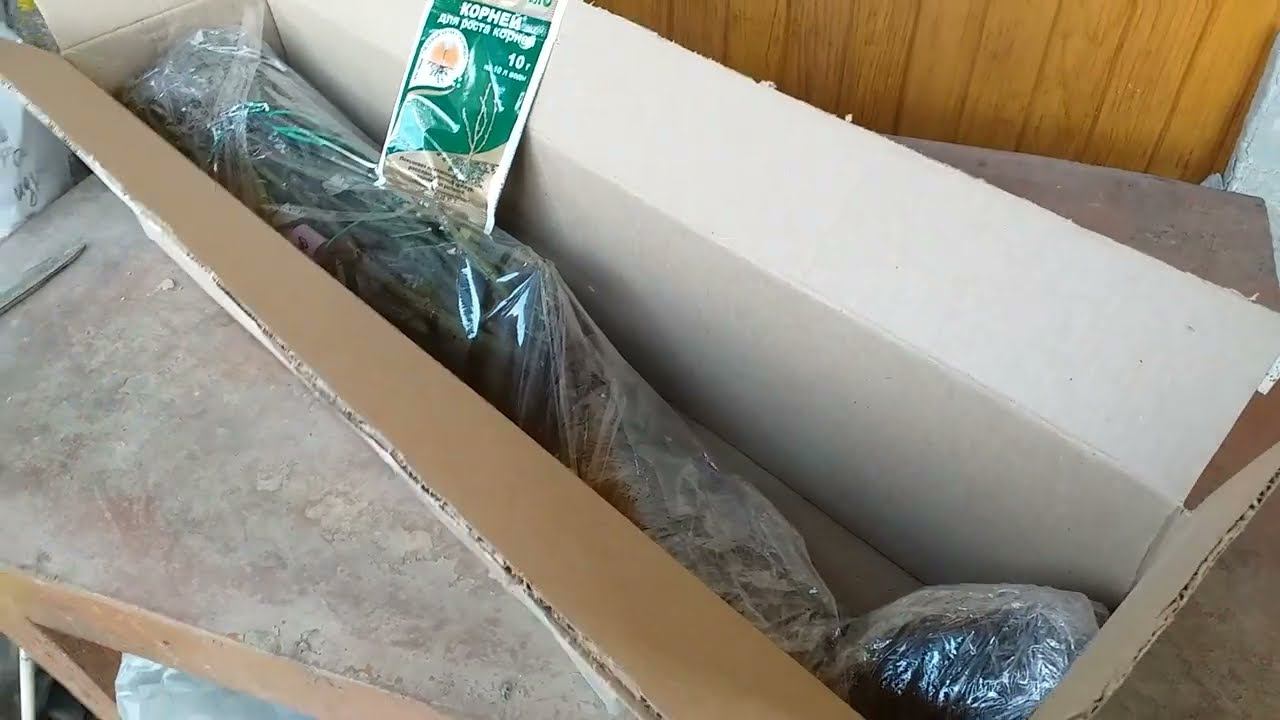 РОЗЫ - праздник розоманского духа! Третья посылка смотреть онлайн