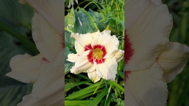 Дача день за днем. Лилейник. смотреть онлайн