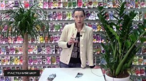 Цинерария приморская выращивание из семян / бордюрные растения / однолетние цветы