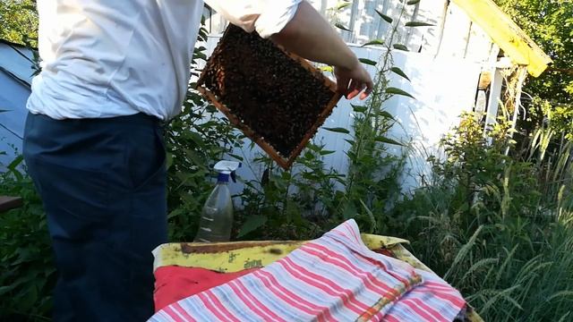Лечение пчёл от Аскосфероза(каменный расплод).