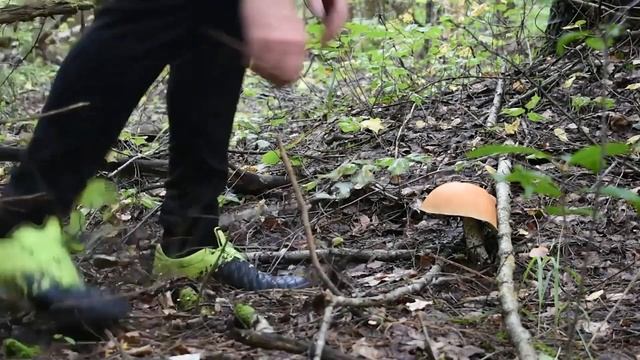 Грибы пошли! Чёрный груздь, Млечники, Паутинники и т.д. смотреть онлайн