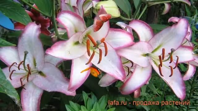 Лилия восточная Хотлайн (lilium oriental hotline) ? обзор: как сажать, луковицы лилии Хотлайн смотреть онлайн