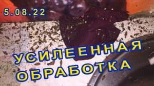 Усиленная обработка, уничтожение тараканов в общежитие