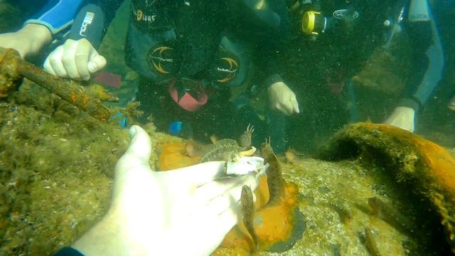 Ручные морские собачки. смотреть онлайн