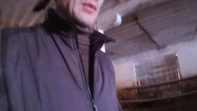 Неожиданный "СТИМУЛЯТОР РОСТА" для БЫКОВ