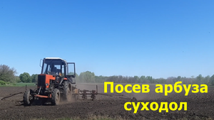 Посев арбуза суходол 21.05.2024