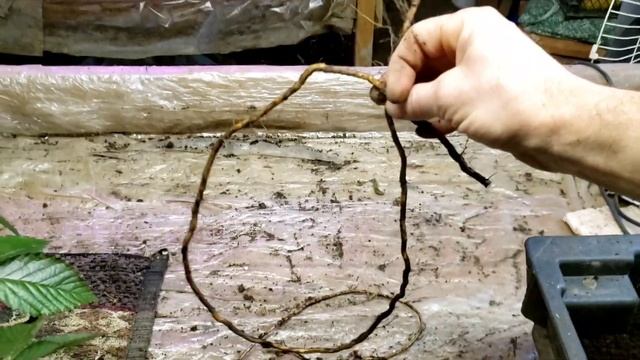 Размножение ежевики осенью.Сорт Вашито. смотреть онлайн