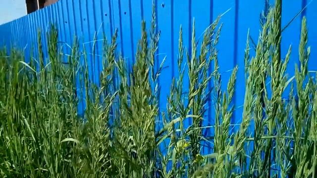 14. Будни на даче - Julia Radova смотреть онлайн