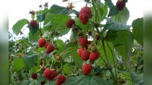 ГЕРАКЛ МАЛИНА ОПИСАНИЕ СОРТ ОТЗЫВЫ