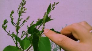 Как Обрезать Сирень - Сирень после цветения