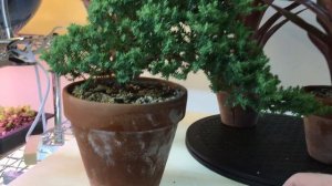 What is that WHITE STUFF on my HOUSE PLANT POTS?  Cleaning BUILD UP  off of TERRA COTTA POTS.