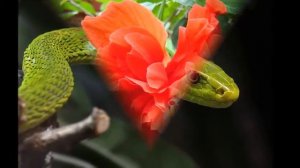 ЧУДО света. РЕКА  #Амазонка (Amazon River). ч. 2
