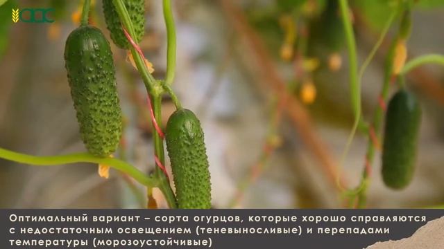 11. Теплицы смотреть онлайн