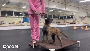 Малинуа NikitA, 3 месяца и 18 дней. Воспитание щенка.