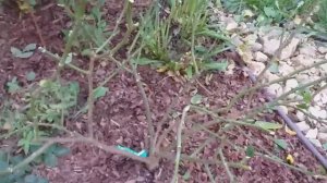Обрезка роз под укрытие на примере своего розария. Неприятная неожиданность...