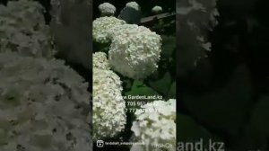 Гортензия древовидная "Инкредибл"- "Стронг аннабель" наши посадки в Алматы.