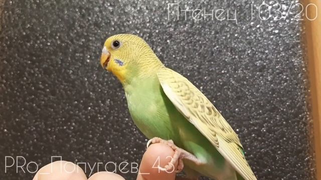 Птенец Волнистого Попугая 103/20. Возраст 45 дней. смотреть онлайн
