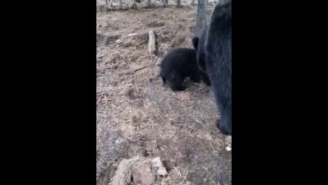 ДУРЬ МЕДВЕЖОНКА ТАК И ПРЕТ/ мамка медведица ругается медвежонок сбежал.mp4