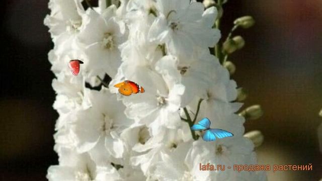 Дельфиниум гибридный Мэджик Фонтейн Пьюр Вайт ? обзор: как сажать, саженцы дельфиниума смотреть онлайн