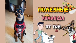 Топ 10 полезных команд для собак. Часть 1.