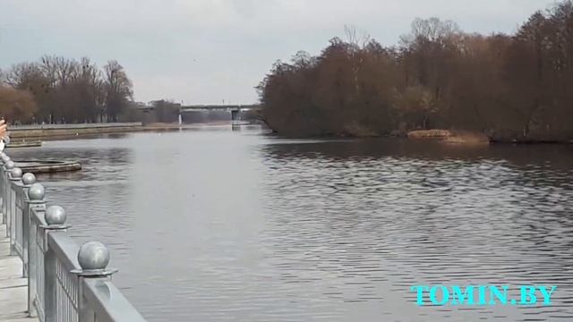 Утки-лысухи на Мухавце в Бресте смотреть онлайн