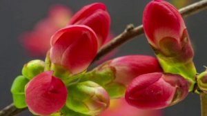 А помнишь ту весну, когда сады цвели! -Шикарная песня о любви!