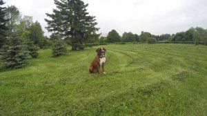 Собака немецкий боксёр выполняет команды сидеть ,назад,голос,лежать,умри)