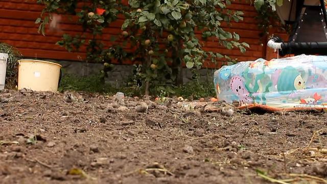 Воробьи смотреть онлайн