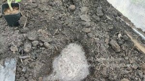 1 Ложка в Лунку под ТОМАТЫ и даже дохлые помидоры вмиг пойдут в рост и заплодоносят