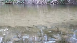 Пение птиц у лесного ручья. Релаксация. Bird singing at a forest stream. Relaxation