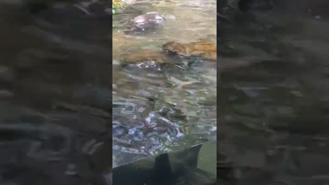 Otters - Australia Zoo