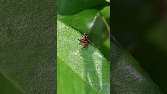 Slow motion video of a Hoverfly insect cleaning its body #insect #pollinator  #insectbehavior